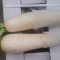 Radish branco fresco com embalagem da caixa